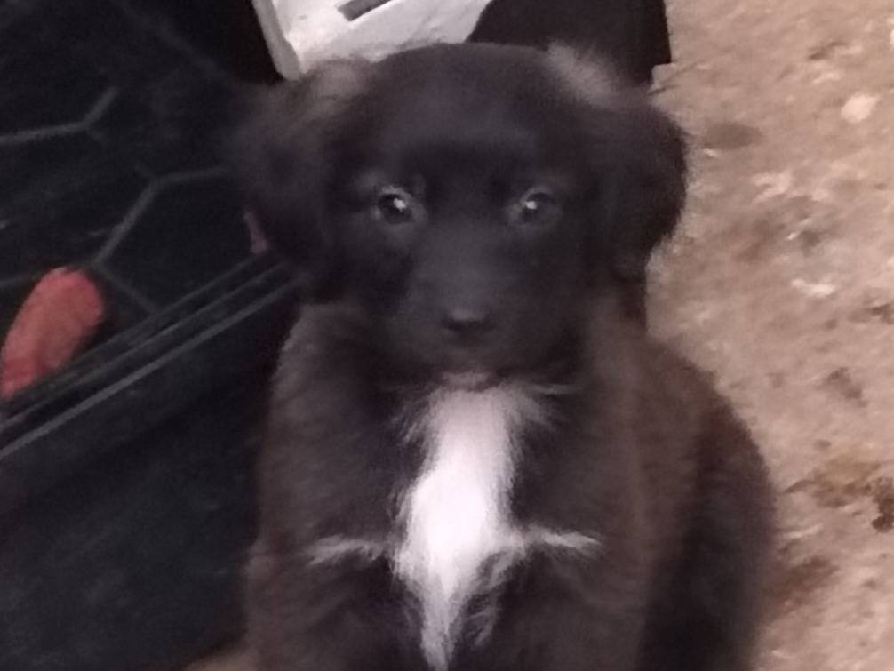 Adozione cane, maschio, Razza sconosciuta Razza sconosciuta, 2 mesi, taglia media contenuta, Viterbo