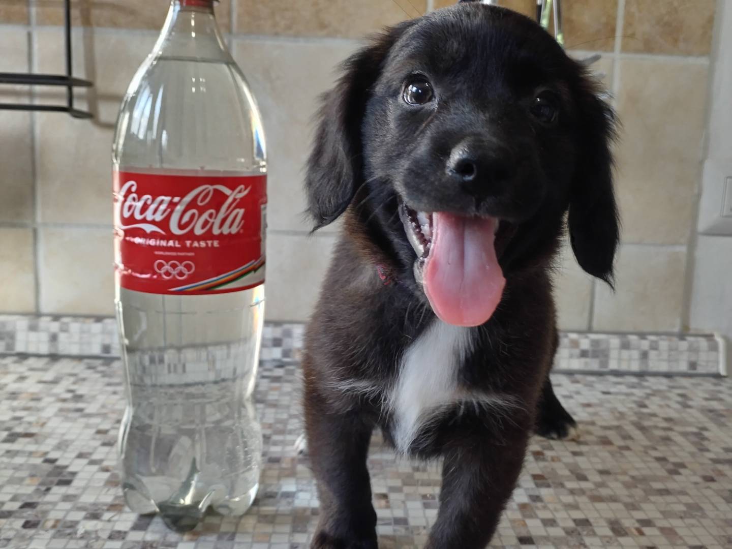 Adotta un cane, maschio, 2 mesi, Viterbo