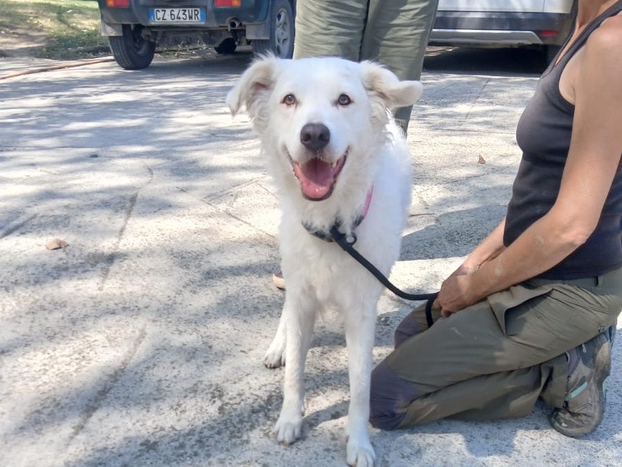 Adozione cane, femmina, Pastore maremmano Razza sconosciuta, 1 anno e 11 mesi, taglia media, Roma