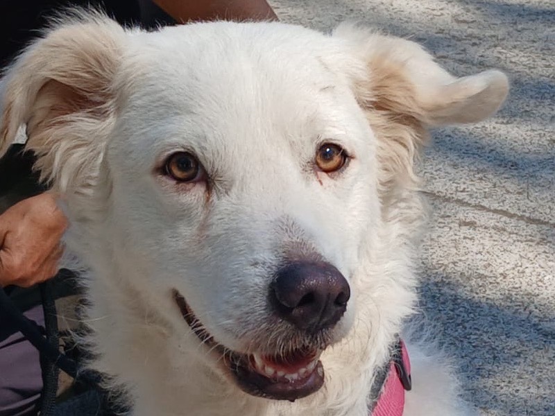 Adotta un cane, femmina, 1 anno e 11 mesi, Roma