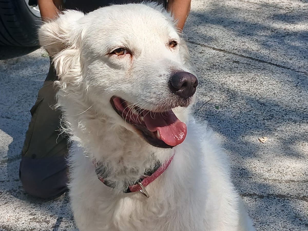 Adotta un cane, taglia media, femmina, Roma