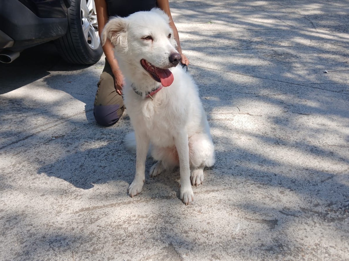 Vuoi adottare un cane a Roma?