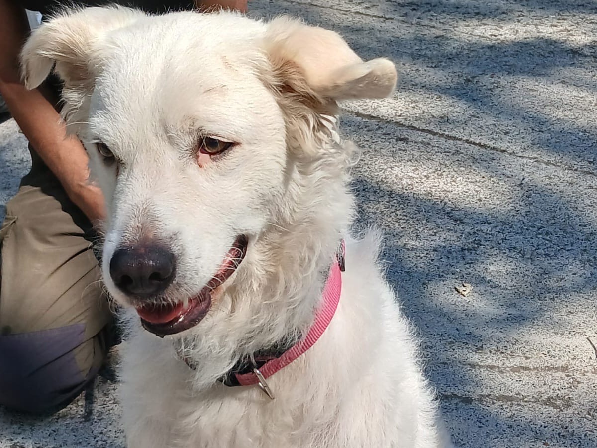 Adotta il cane Giada a Roma