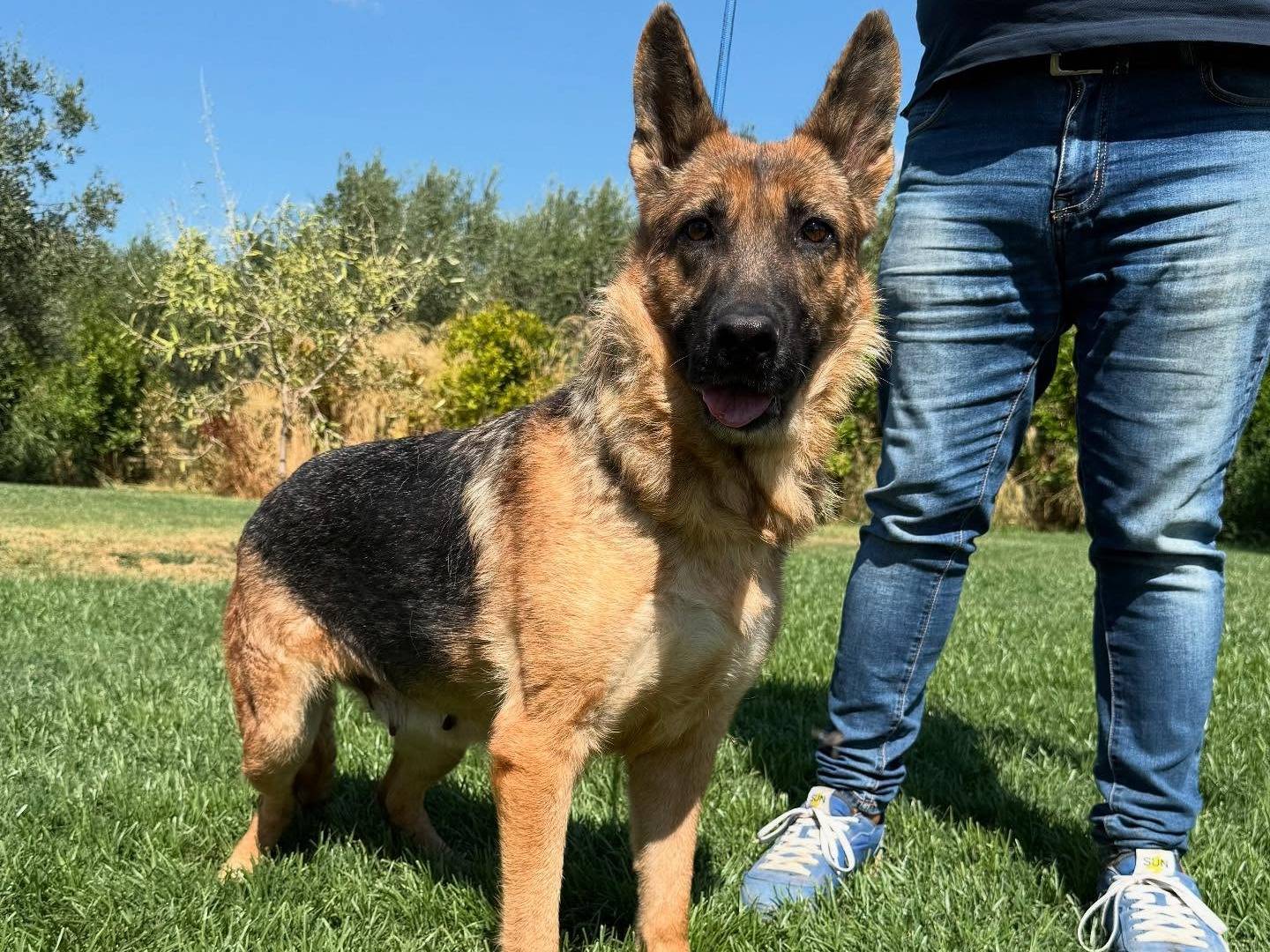 Adozione cane, femmina, Pastore tedesco Razza sconosciuta, 8 anni e 2 mesi, taglia grande, Matera