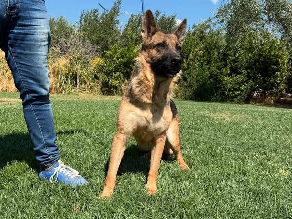 Adotta un cane, femmina, 8 anni e 2 mesi, Matera