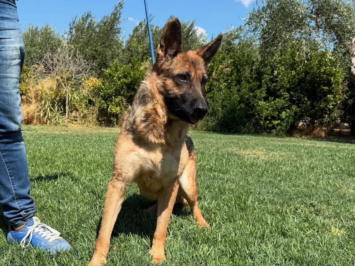 Adotta un cane, taglia grande, femmina, Matera