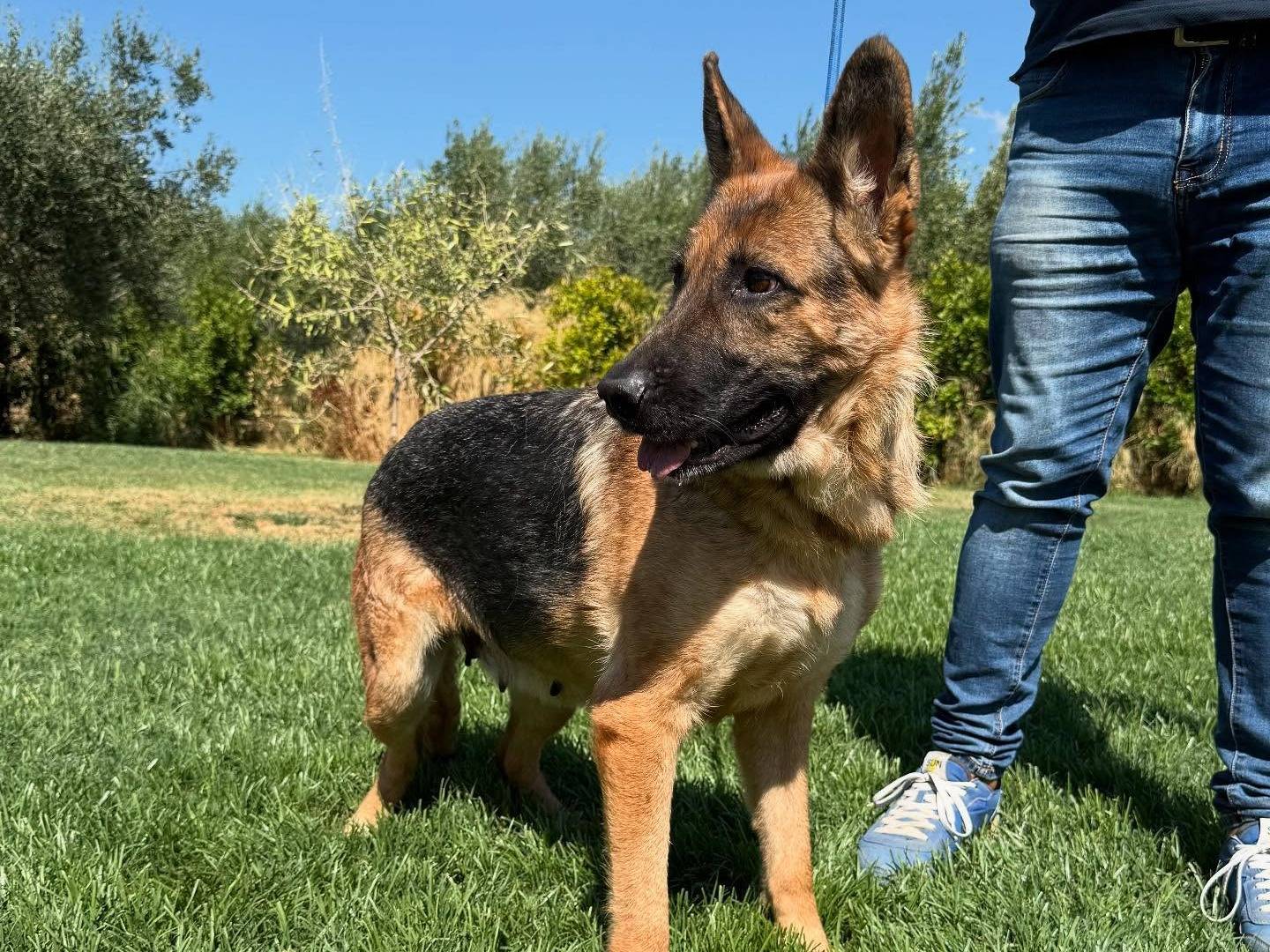 Vuoi adottare un cane a Matera?