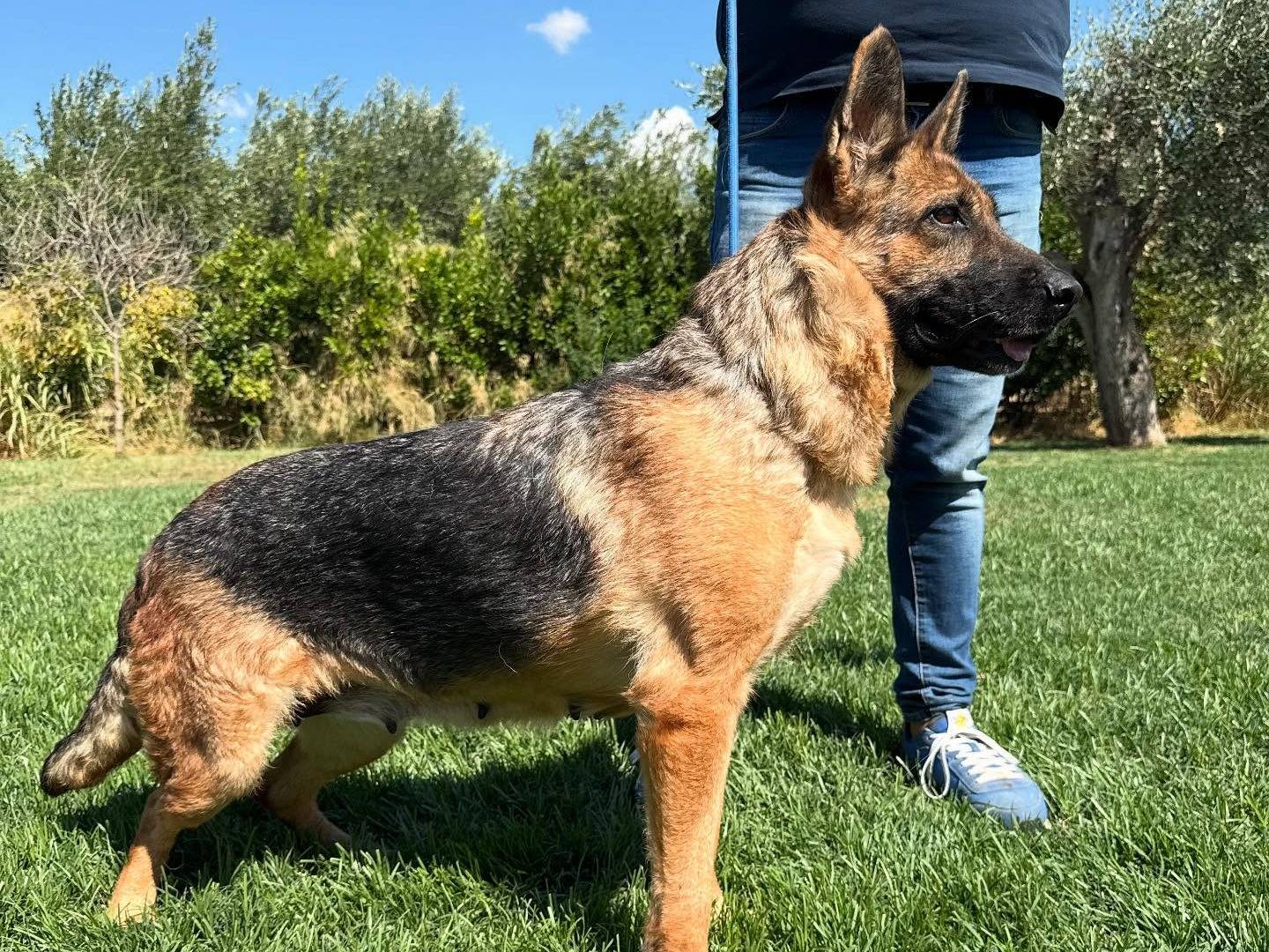 Adotta il cane Cornelia a Matera