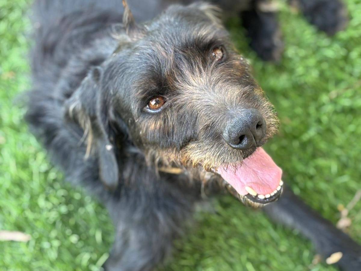 Adozione cane, maschio, Spinone Razza sconosciuta, 2 anni e 5 mesi, taglia media, Pisa