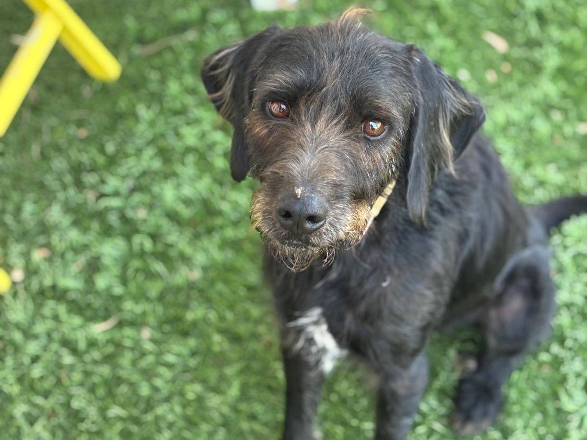 Adotta un cane, maschio, 2 anni e 5 mesi, Pisa