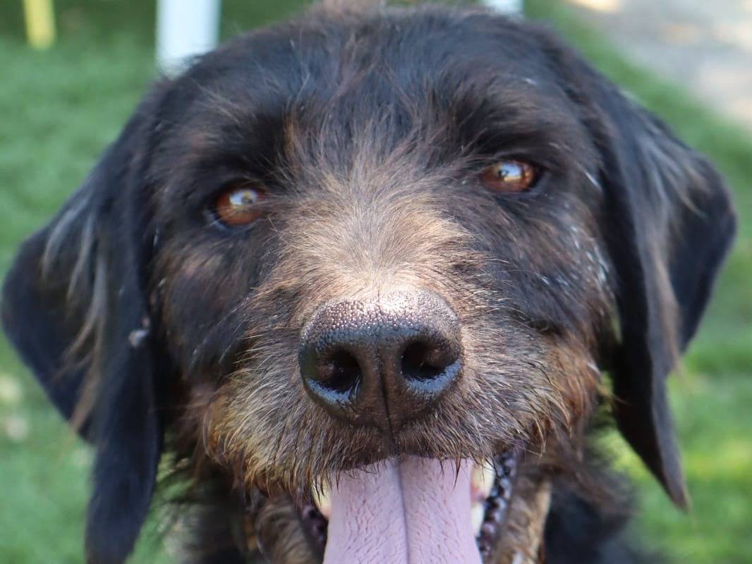 Adotta un cane, taglia media, maschio, Pisa