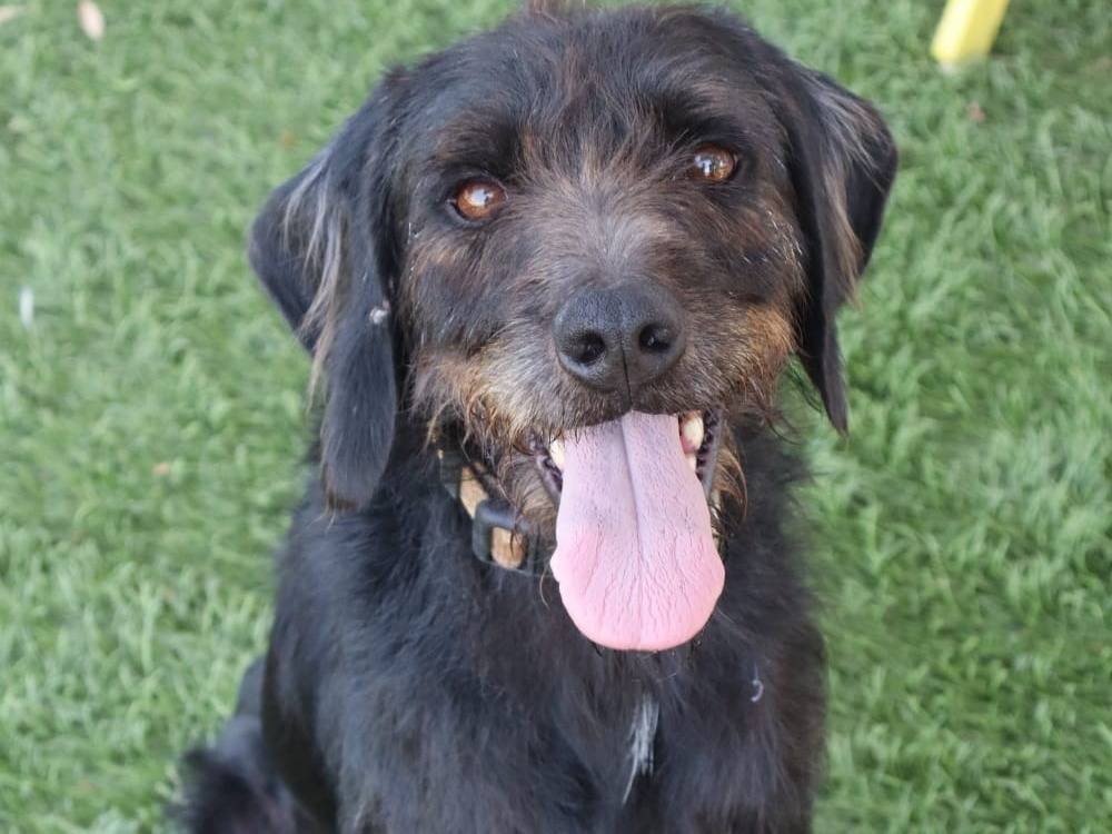 Vuoi adottare un cane a Pisa?