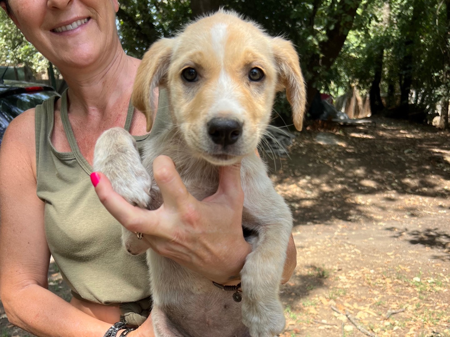 Vuoi adottare un cane a Roma?