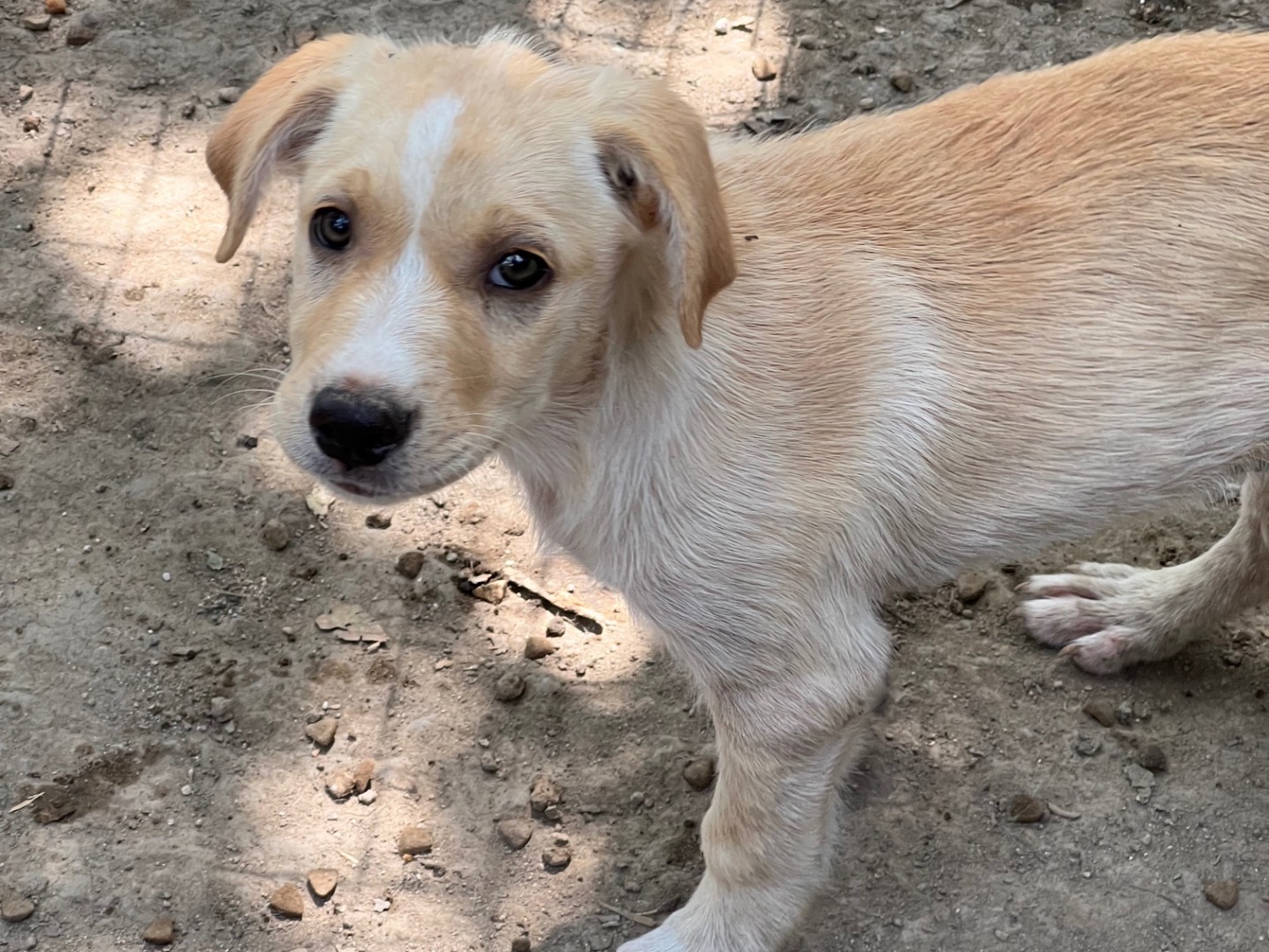 Adotta il cane Franca a Roma