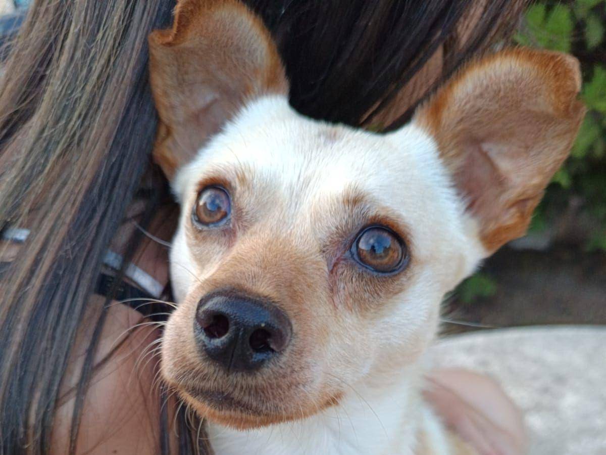 Adozione cane, maschio, Razza sconosciuta Razza sconosciuta, 1 anno, taglia piccola, Napoli