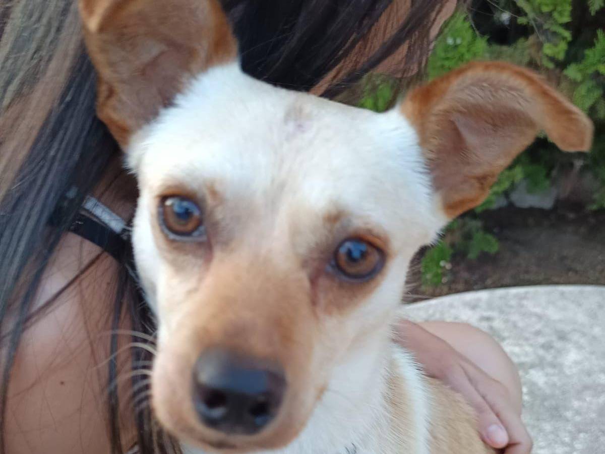 Adotta un cane, maschio, 1 anno, Napoli