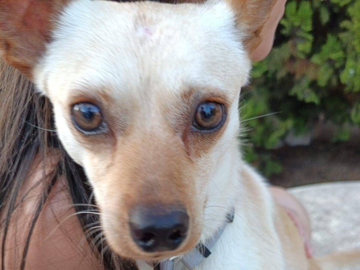 Adotta un cane, taglia piccola, maschio, Napoli