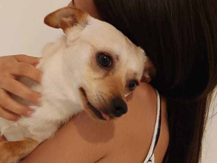 Vuoi adottare un cane a Napoli?