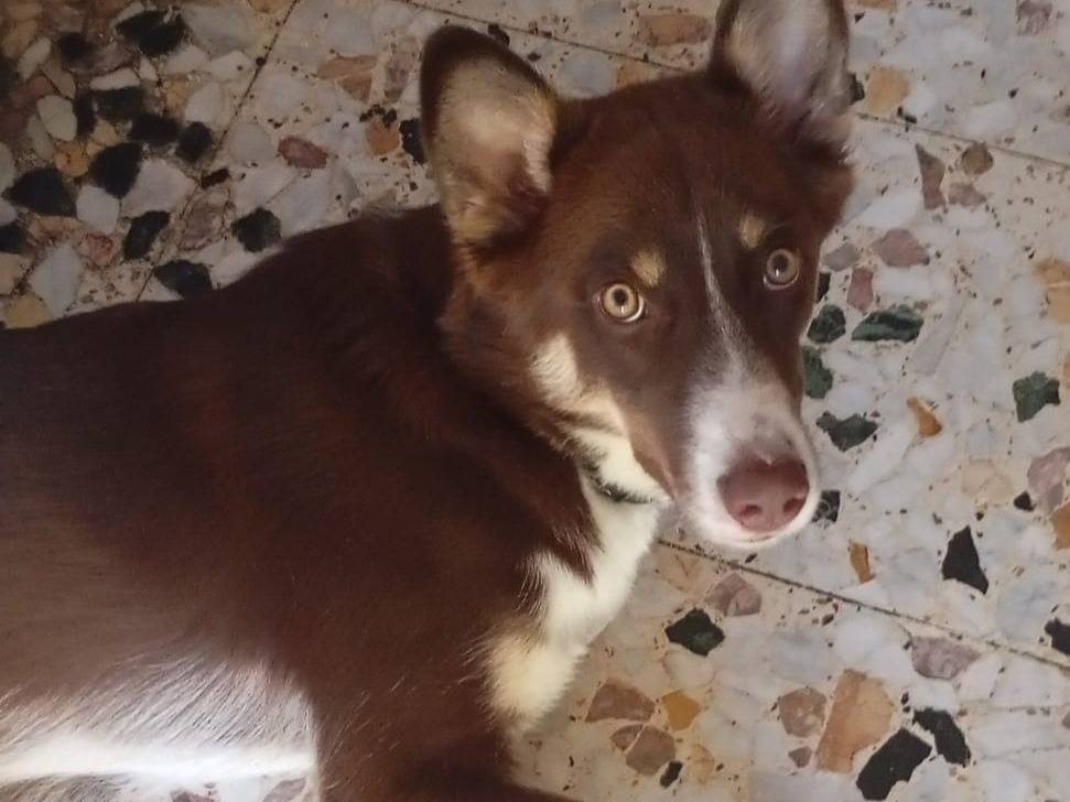 Vuoi adottare un cane a Milano?
