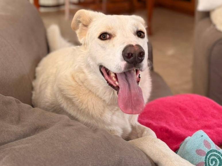 Adotta un cane, maschio, 2 anni e 6 mesi, Milano