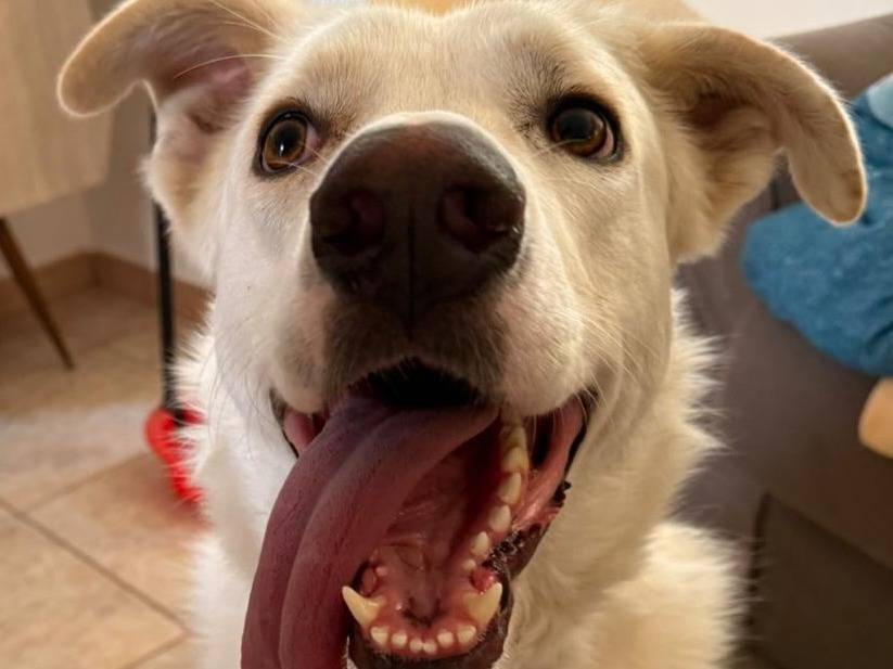 Adotta un cane, taglia grande, maschio, Milano