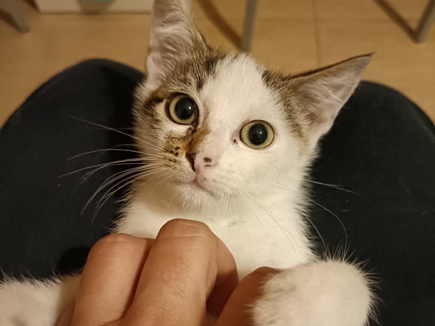 Adozione gatto, maschio, Razza sconosciuta Razza sconosciuta, 2 mesi, taglia non valida, Torino