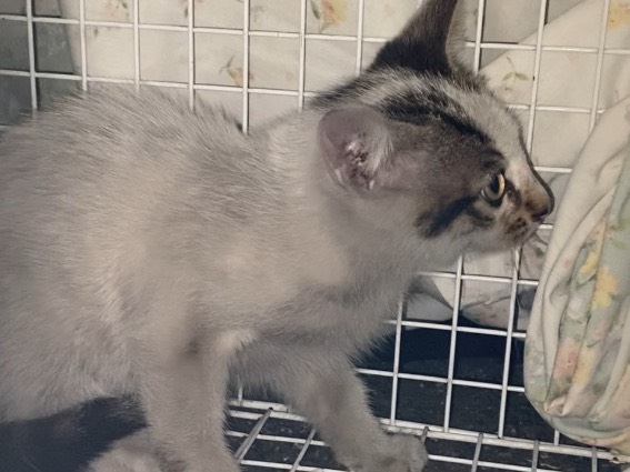 Adotta un gatto, maschio, 2 mesi, Torino