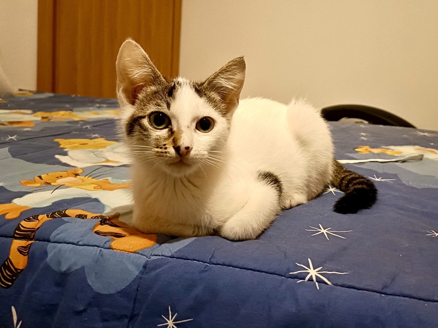 Adotta un gatto, taglia non valida, maschio, Torino