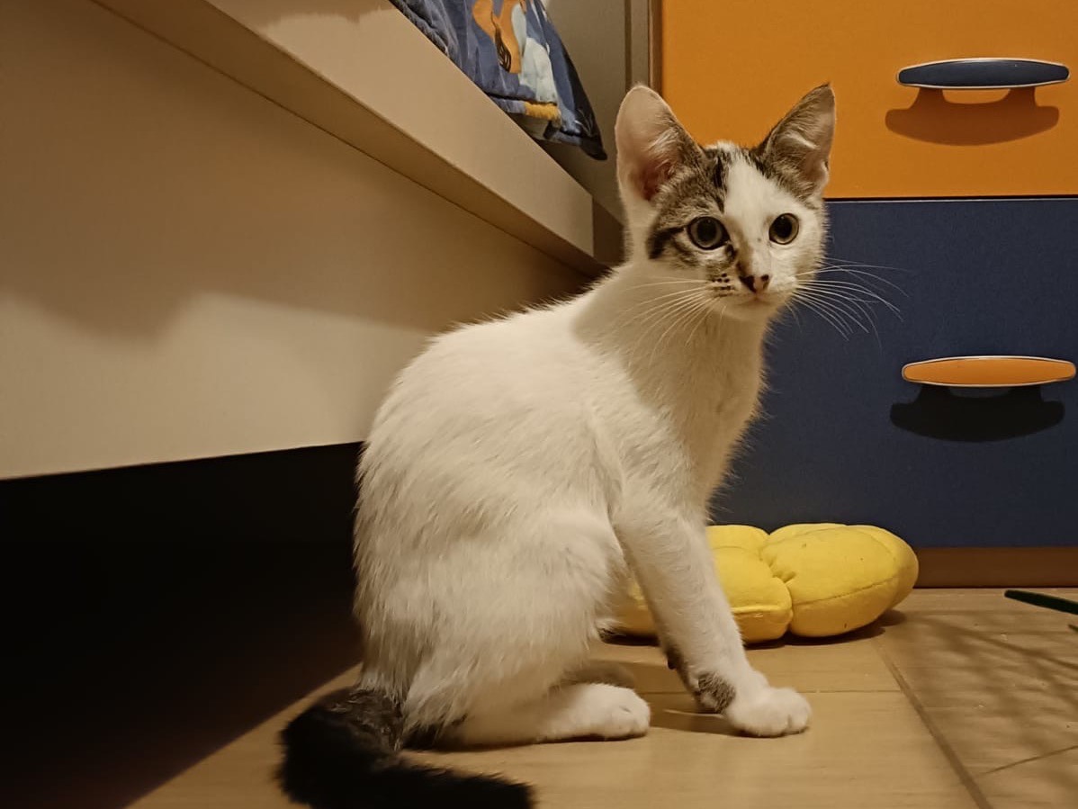 Vuoi adottare un gatto a Torino?