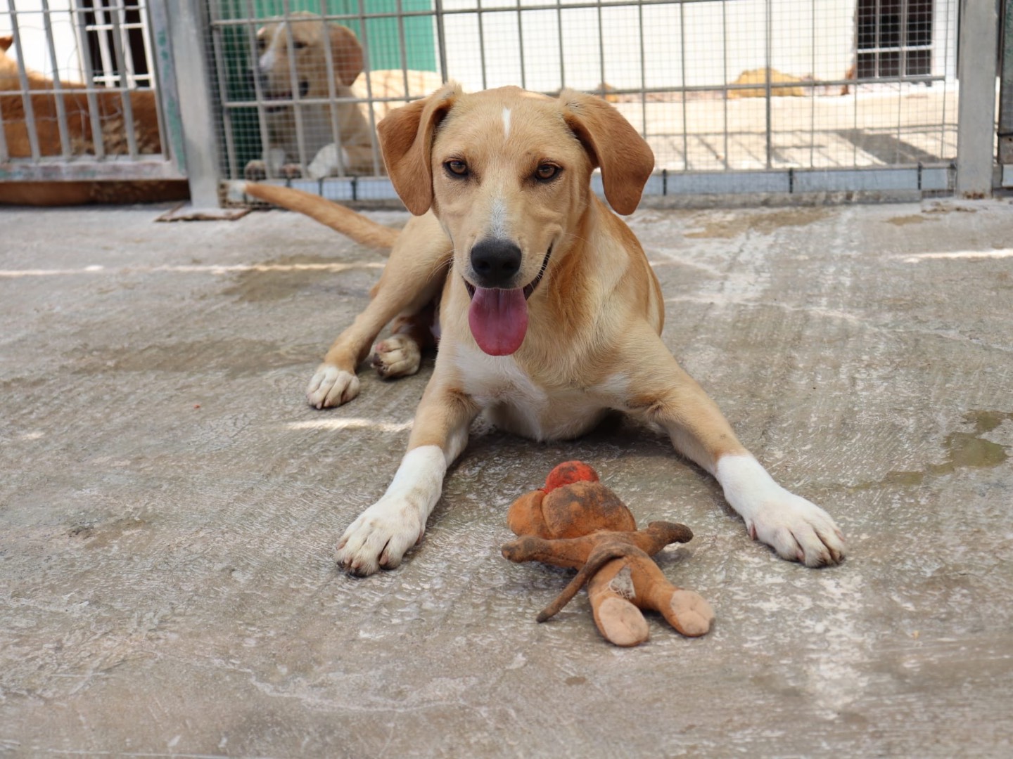 Adozione cane, maschio, Razza sconosciuta Razza sconosciuta, 7 mesi, taglia media, Sud