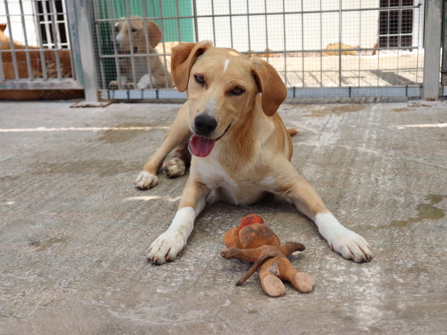 Adotta un cane, maschio, 7 mesi, Sud