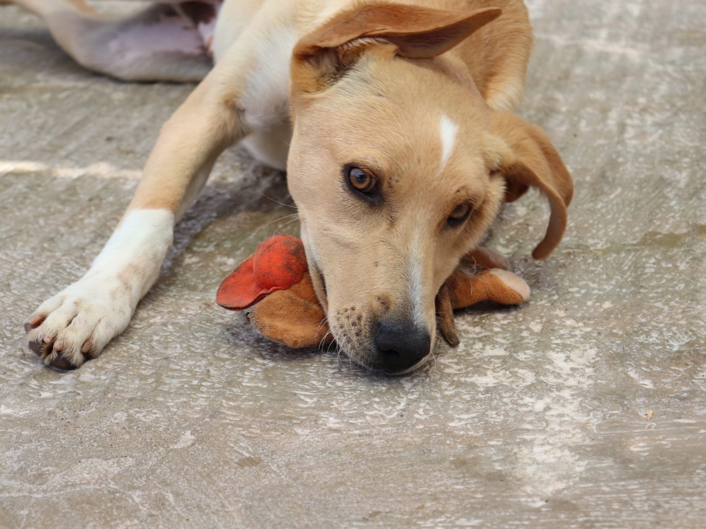 Adotta un cane, taglia media, maschio, Sud