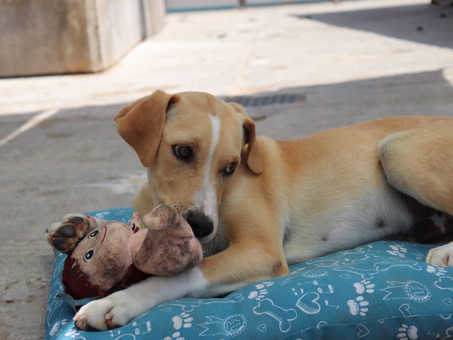 Vuoi adottare un cane a Sud?