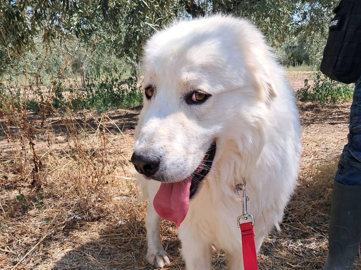 Adotta un cane, maschio, 3 anni, Belluno
