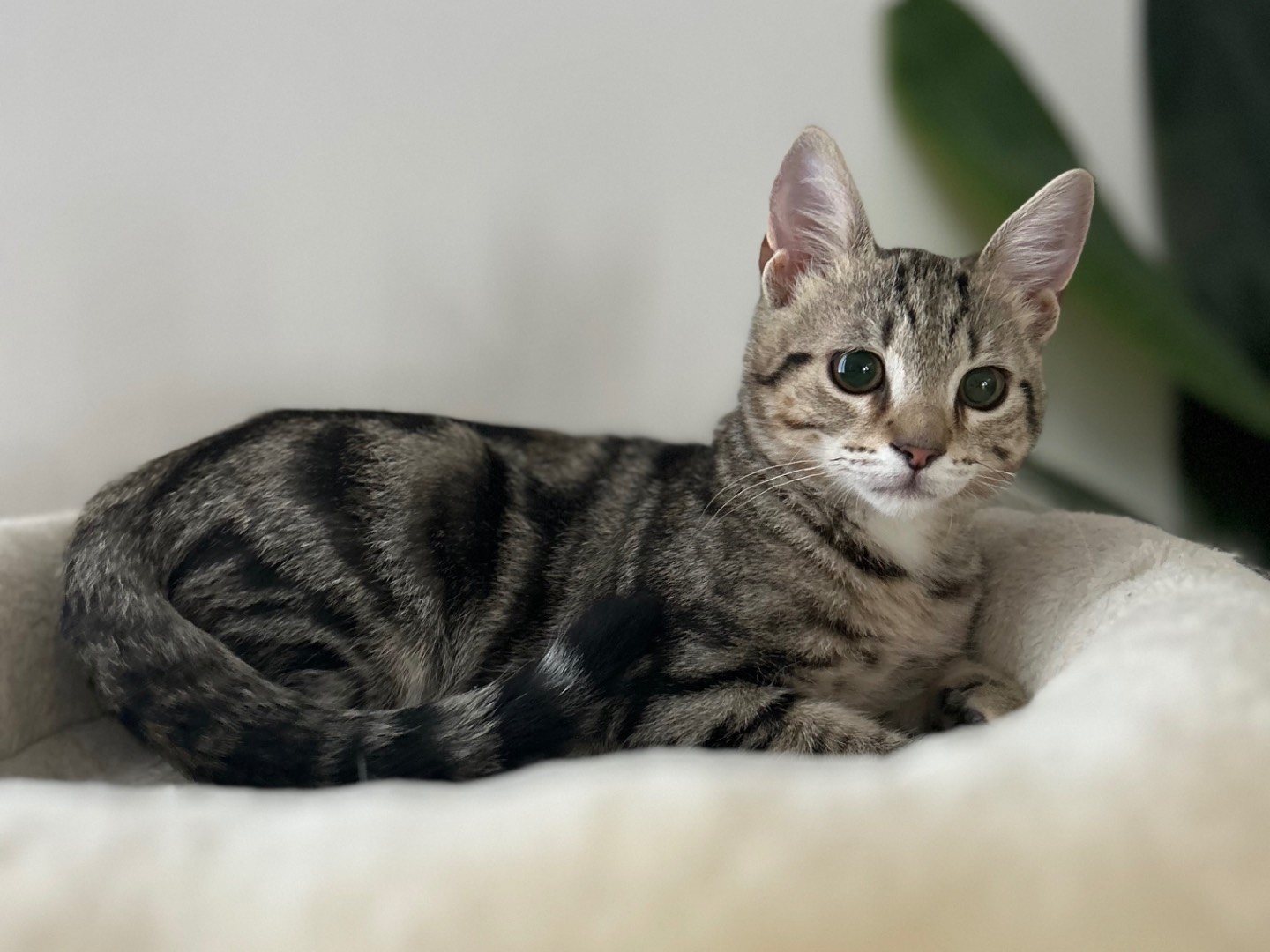 Adotta il gatto Matisse a Arezzo