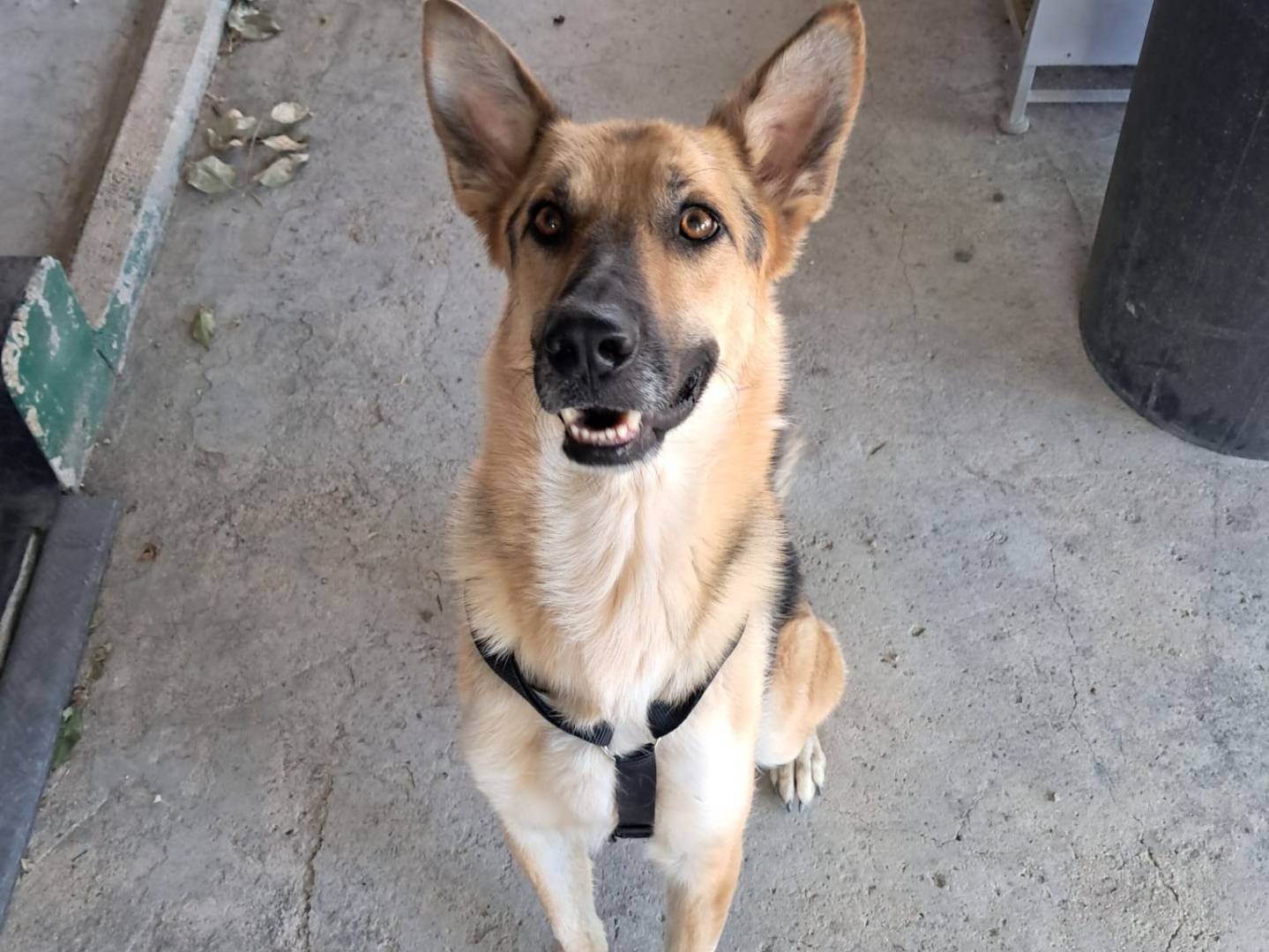 Adozione cane, maschio, Pastore tedesco Razza sconosciuta, 4 anni e 1 mese, taglia grande, Barletta