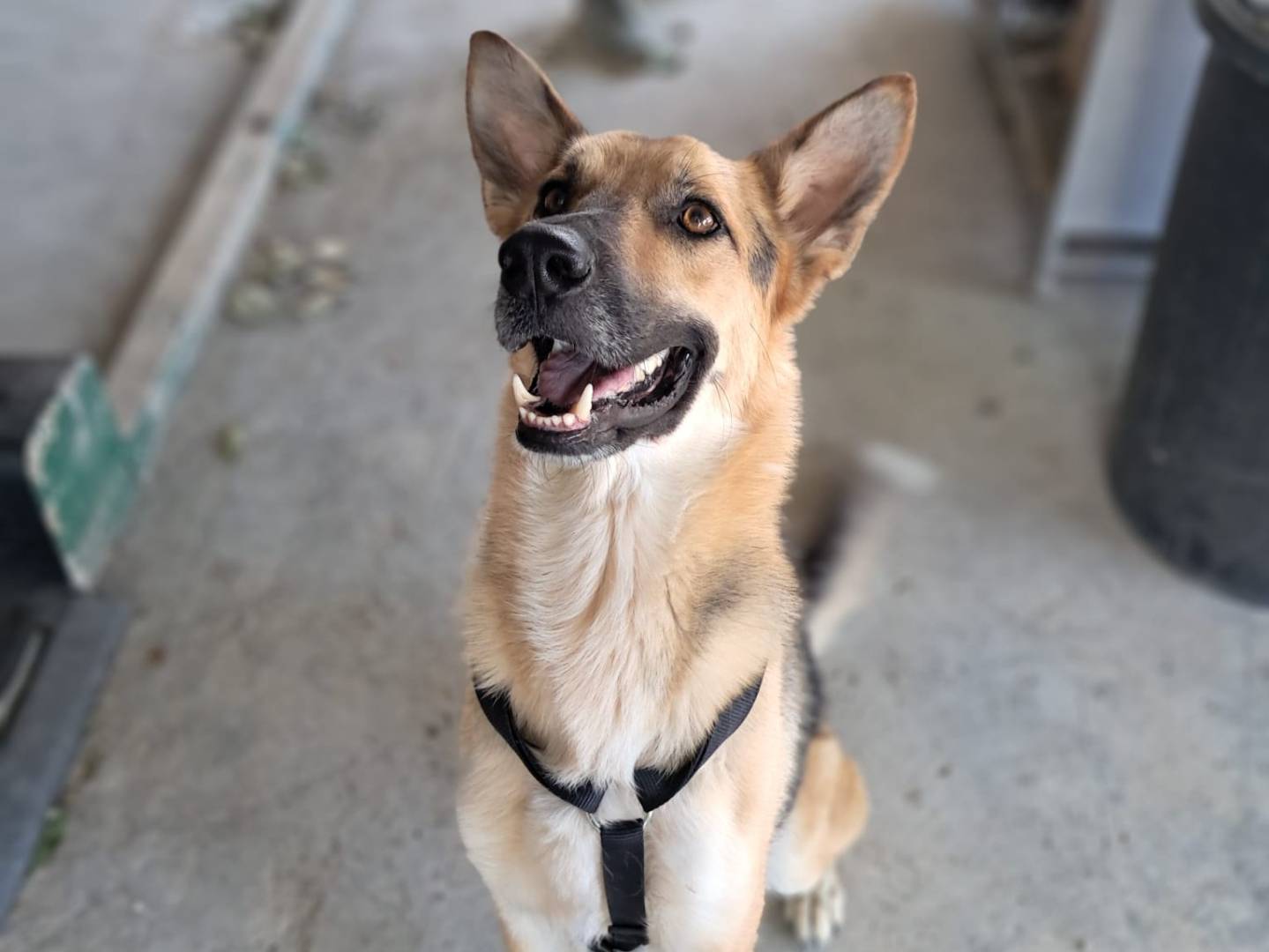 Adotta un cane, maschio, 4 anni e 1 mese, Barletta