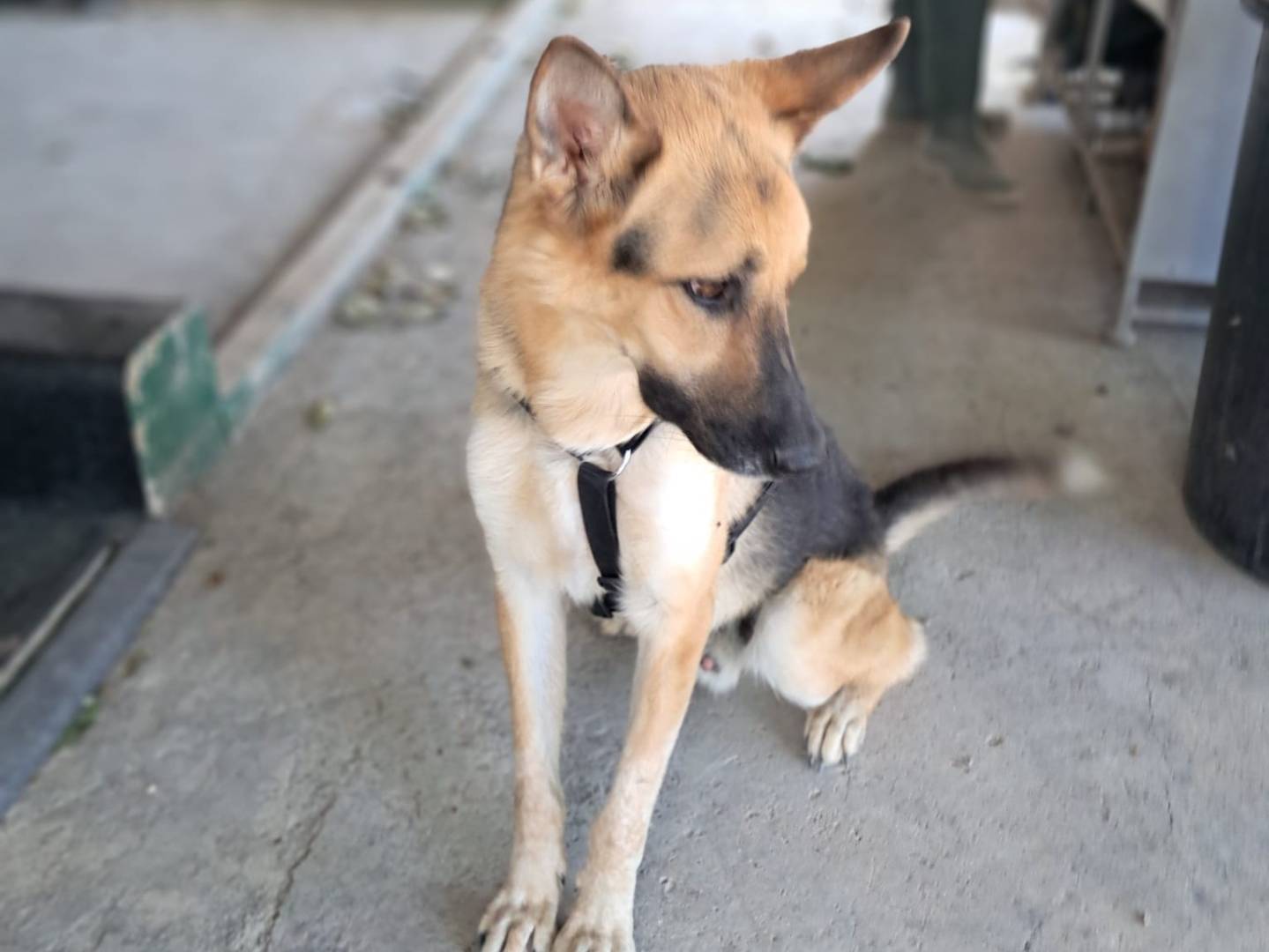 Adotta un cane, taglia grande, maschio, Barletta