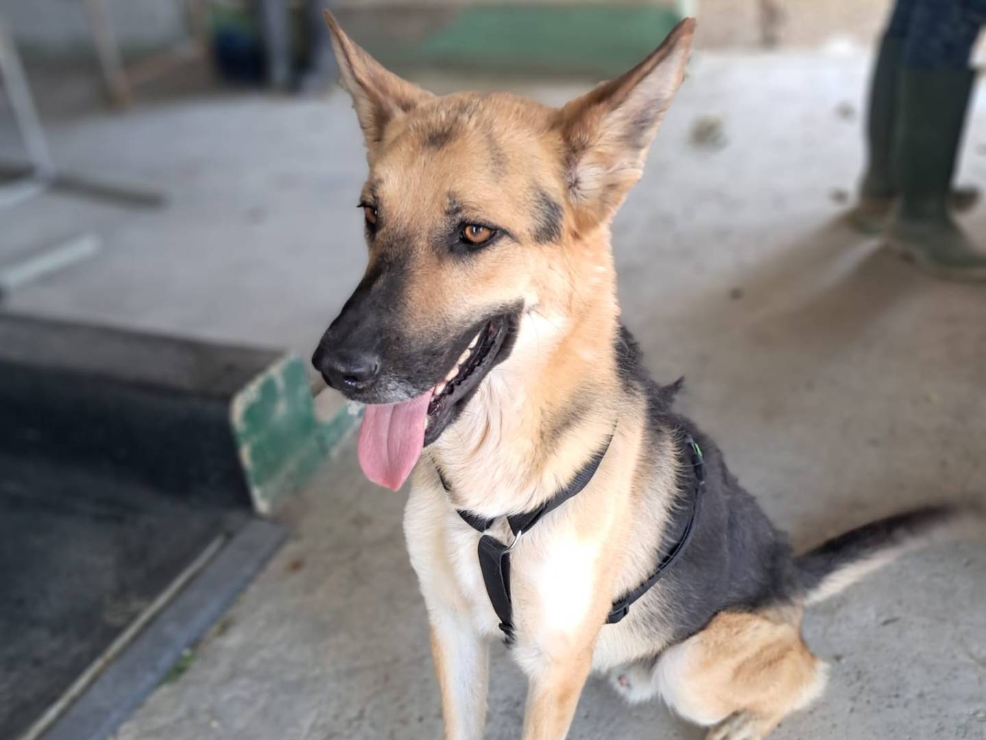 Vuoi adottare un cane a Barletta?