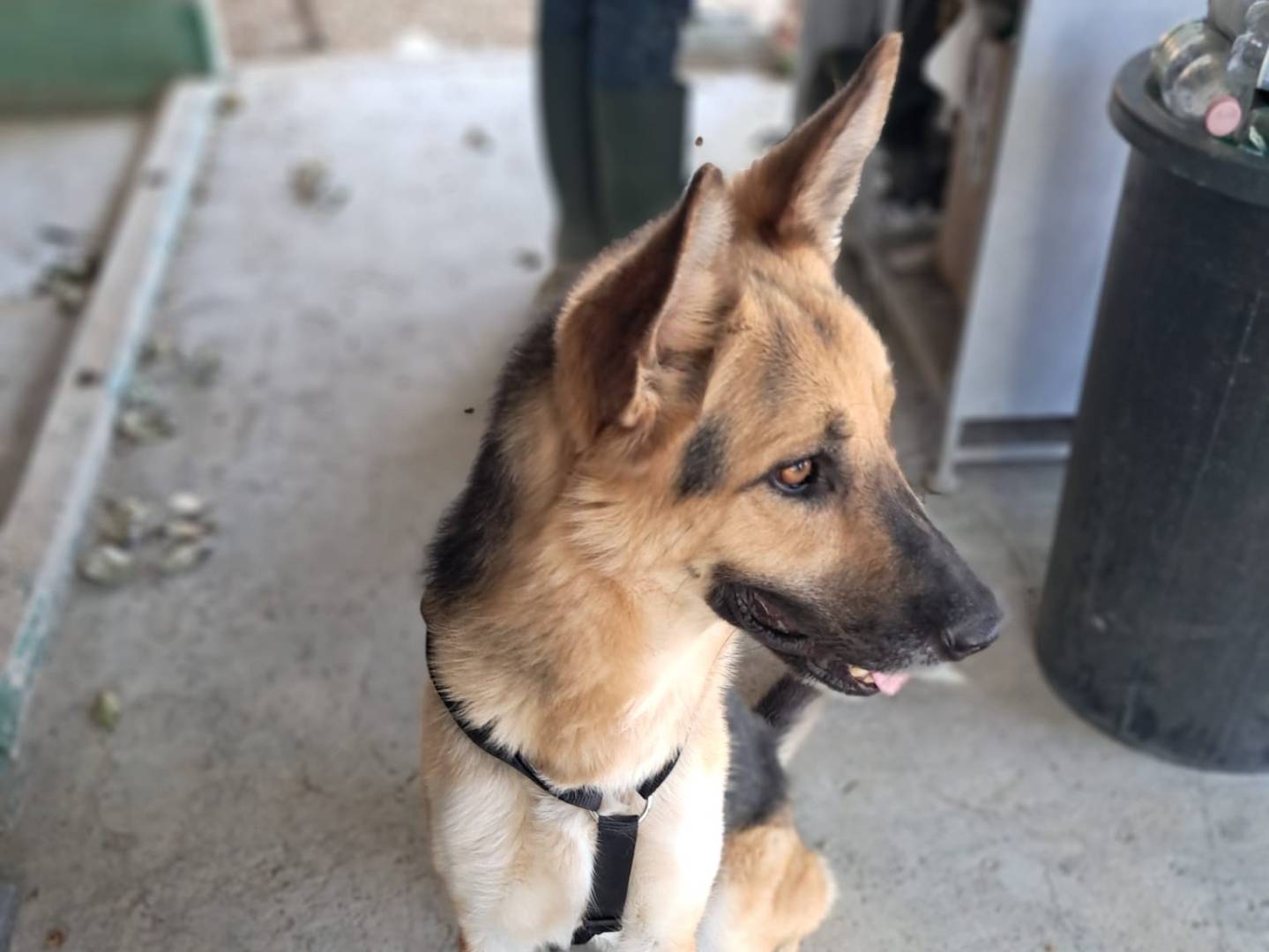 Adotta il cane Vasco a Barletta