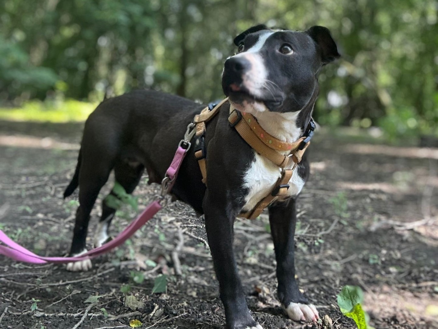 Adozione cane, femmina, Staffordshire Bull terrier Razza sconosciuta, 2 anni e 1 mese, taglia media, Milano