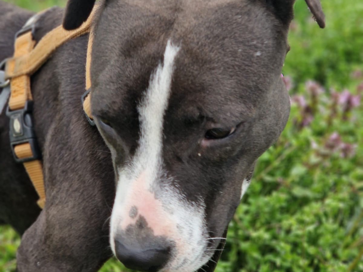 Adotta un cane, femmina, 2 anni e 1 mese, Milano