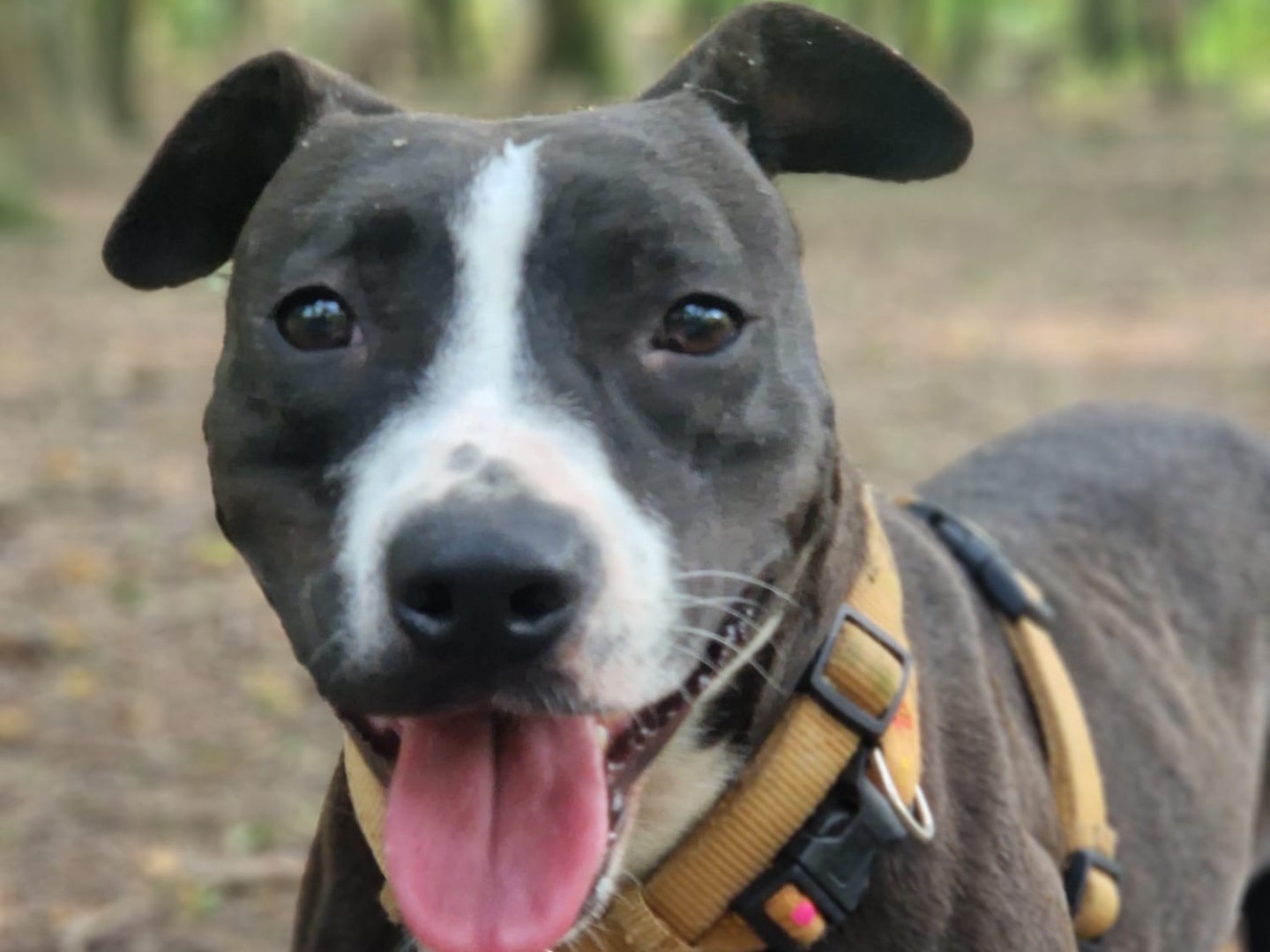 Adotta un cane, taglia media, femmina, Milano