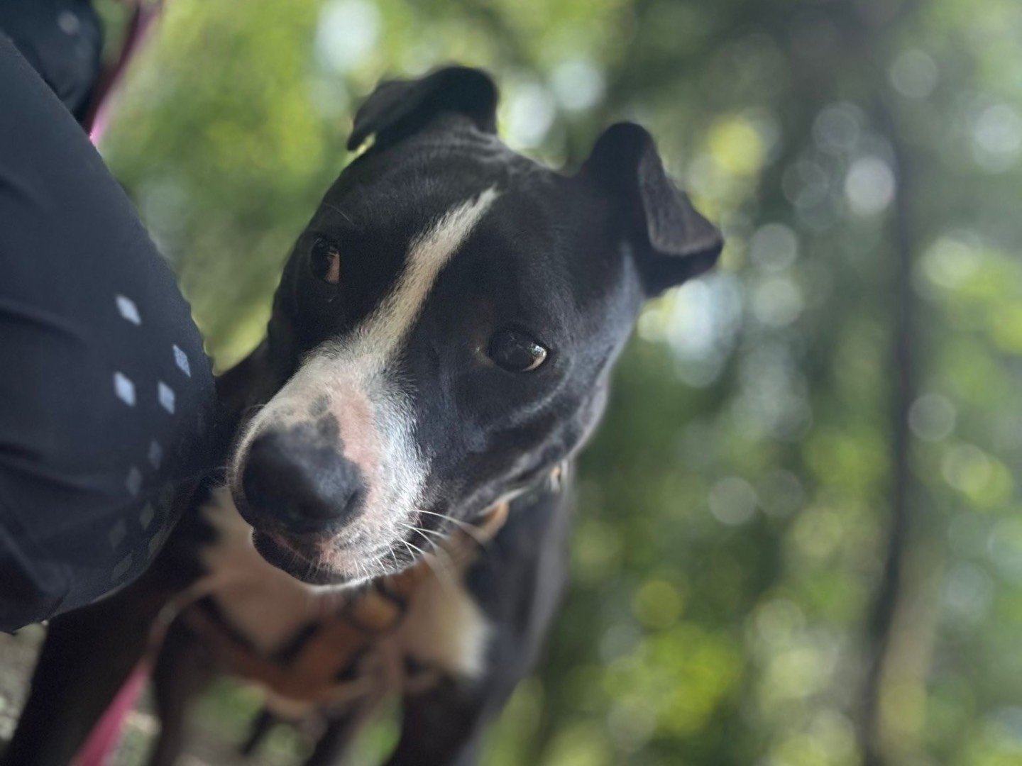 Vuoi adottare un cane a Milano?