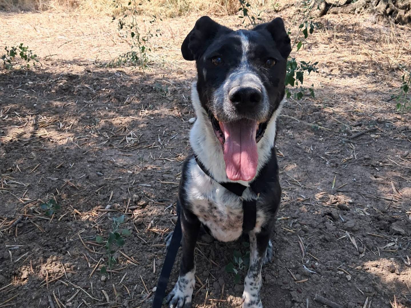 Adozione cane, femmina, Razza sconosciuta Razza sconosciuta, 5 anni e 3 mesi, taglia media, Treviso