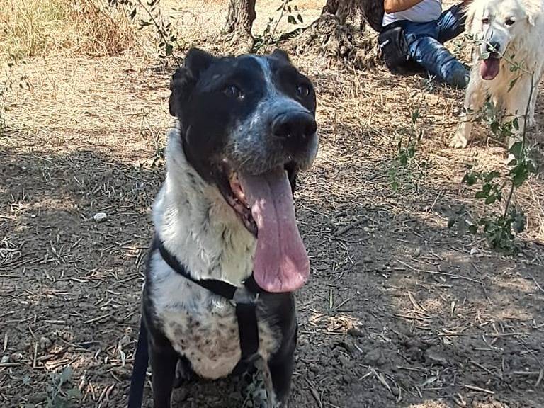 Adotta un cane, femmina, 5 anni e 3 mesi, Treviso