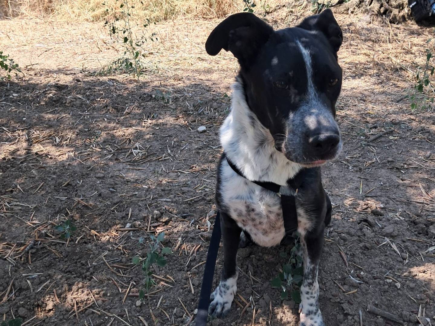 Adotta un cane, taglia media, femmina, Treviso