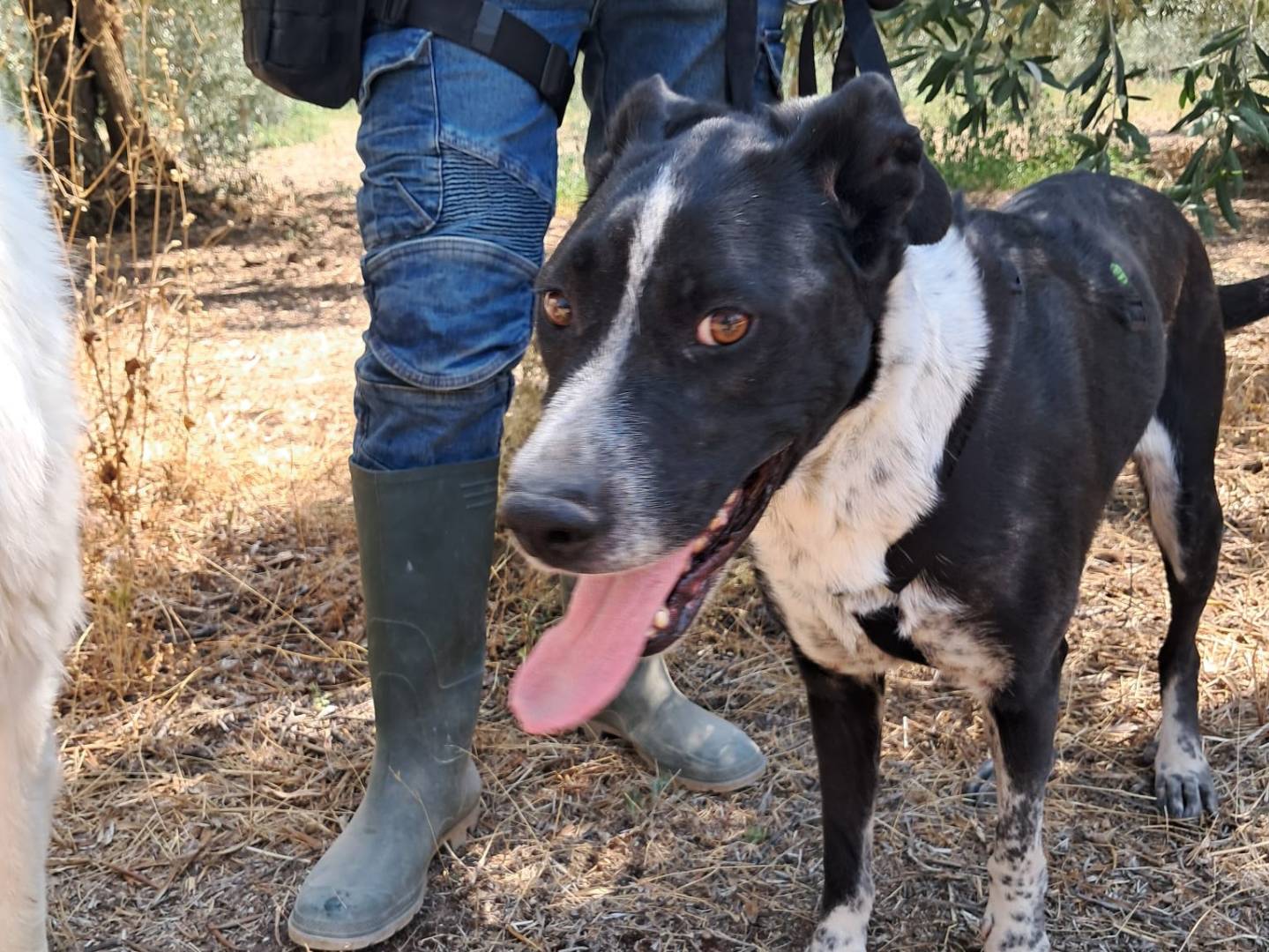 Vuoi adottare un cane a Treviso?