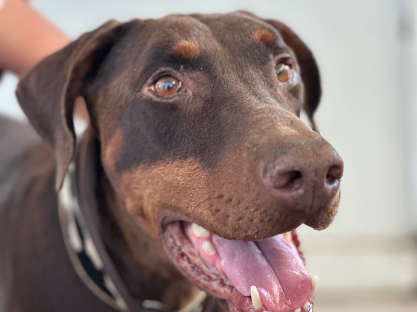 Adozione cane, femmina, Dobermann Razza sconosciuta, 5 anni e 3 mesi, taglia media, Milano