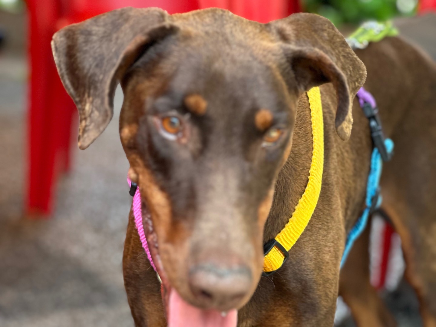 Adotta un cane, taglia media, femmina, Milano